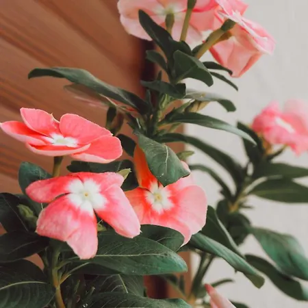 Summer House In Halkidiki Case de vacanță Paralia Dionysiou